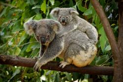 A parent koala with its baby on its back in a eucalyptus tree.